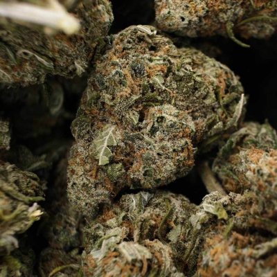 High-quality Juicy Jack marijuana flower