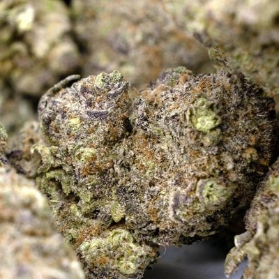 Chocolate Kush Indica Cannabis Strain